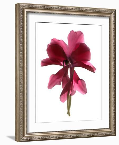 Cyclamen Dance, 2009-Julia McLemore-Framed Photographic Print