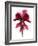 Cyclamen Dance, 2009-Julia McLemore-Framed Photographic Print