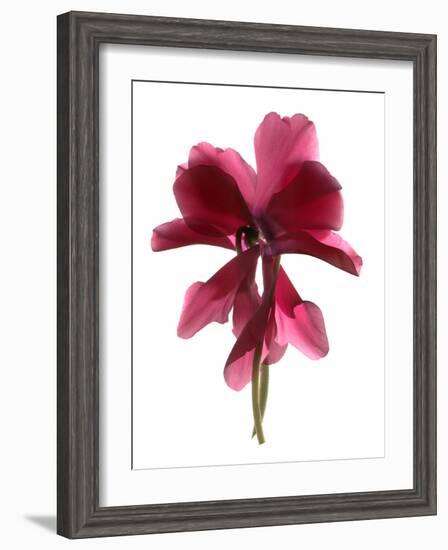 Cyclamen Dance, 2009-Julia McLemore-Framed Photographic Print