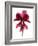 Cyclamen Dance, 2009-Julia McLemore-Framed Photographic Print