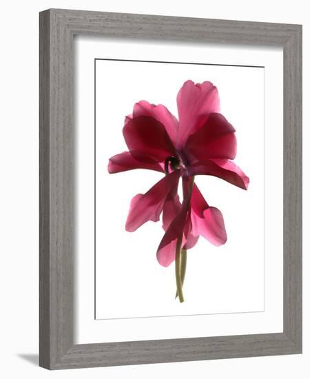 Cyclamen Dance, 2009-Julia McLemore-Framed Photographic Print