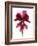 Cyclamen Dance, 2009-Julia McLemore-Framed Photographic Print