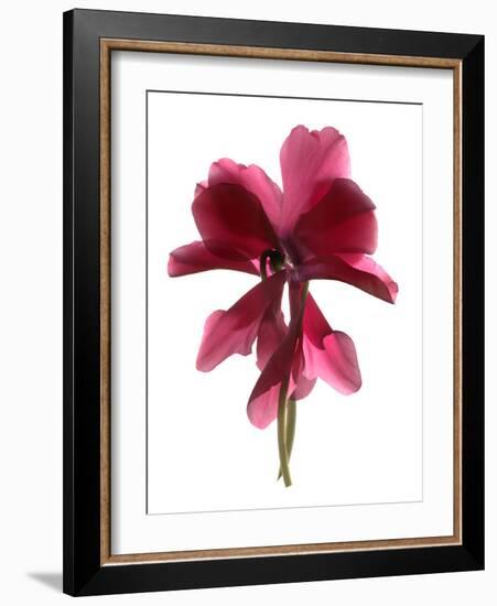 Cyclamen Dance, 2009-Julia McLemore-Framed Photographic Print