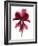 Cyclamen Dance, 2009-Julia McLemore-Framed Photographic Print