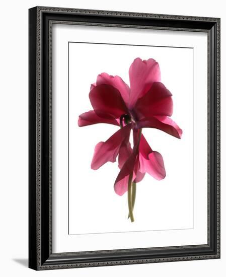 Cyclamen Dance, 2009-Julia McLemore-Framed Photographic Print