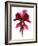 Cyclamen Dance, 2009-Julia McLemore-Framed Photographic Print