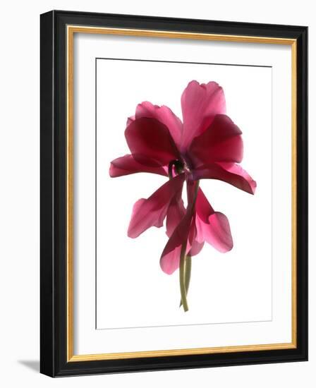 Cyclamen Dance, 2009-Julia McLemore-Framed Photographic Print