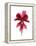 Cyclamen Dance-Julia McLemore-Framed Stretched Canvas