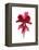 Cyclamen Dance-Julia McLemore-Framed Stretched Canvas