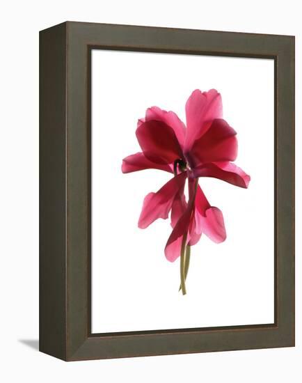 Cyclamen Dance-Julia McLemore-Framed Stretched Canvas