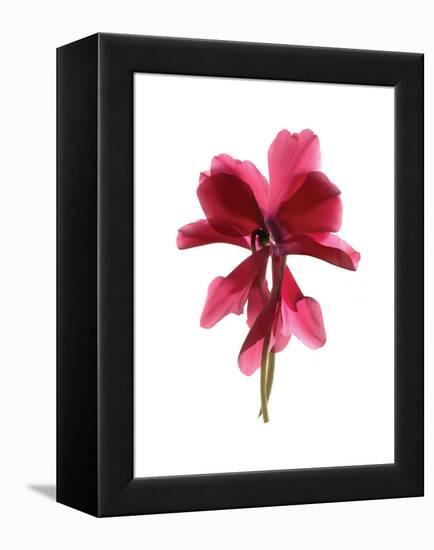 Cyclamen Dance-Julia McLemore-Framed Stretched Canvas