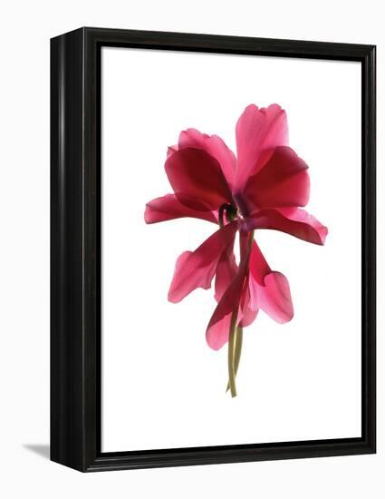 Cyclamen Dance-Julia McLemore-Framed Stretched Canvas