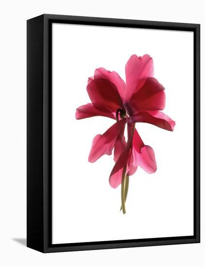 Cyclamen Dance-Julia McLemore-Framed Stretched Canvas