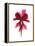 Cyclamen Dance-Julia McLemore-Framed Stretched Canvas