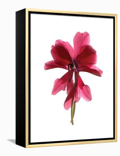 Cyclamen Dance-Julia McLemore-Framed Stretched Canvas