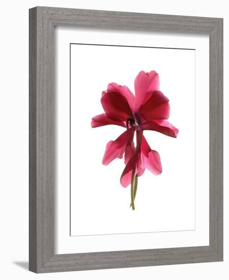 Cyclamen Dance-Julia McLemore-Framed Art Print