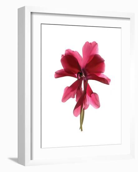 Cyclamen Dance-Julia McLemore-Framed Art Print