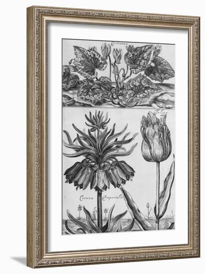 Cyclamen: Gardens, Fruits, Flowers and Designs for Mazes and Parterres; De Koninglycke Hovnier…-H. Cause-Framed Giclee Print