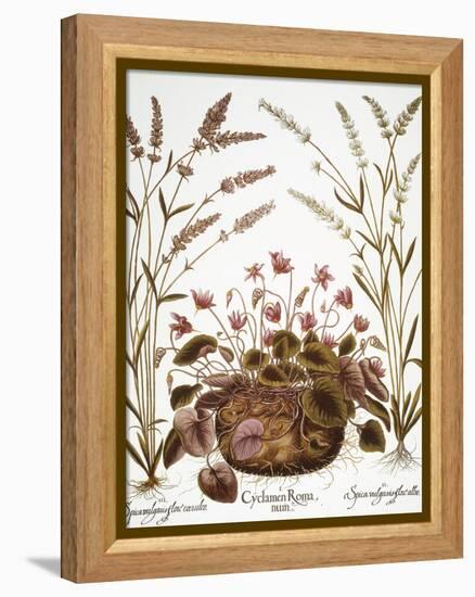 Cyclamen & Lavender, 1613-Besler Basilius-Framed Premier Image Canvas