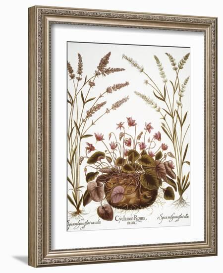 Cyclamen & Lavender, 1613-Besler Basilius-Framed Giclee Print