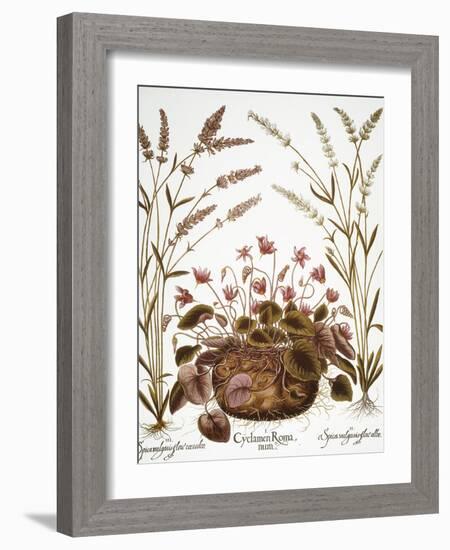 Cyclamen & Lavender, 1613-Besler Basilius-Framed Giclee Print