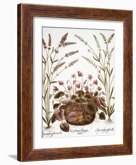 Cyclamen & Lavender, 1613-Besler Basilius-Framed Giclee Print