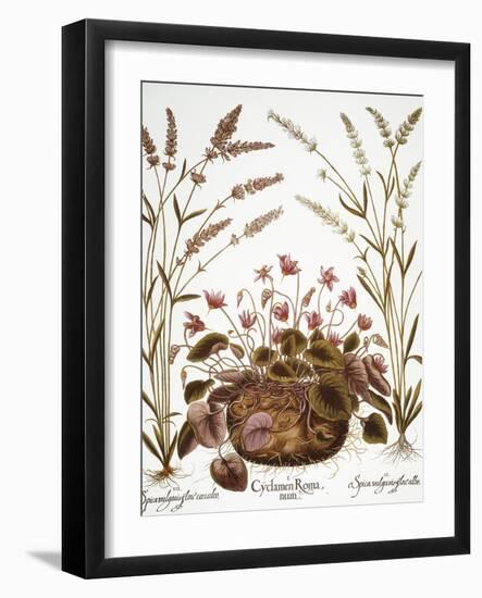 Cyclamen & Lavender, 1613-Besler Basilius-Framed Giclee Print