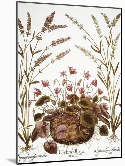 Cyclamen & Lavender, 1613-Besler Basilius-Mounted Giclee Print