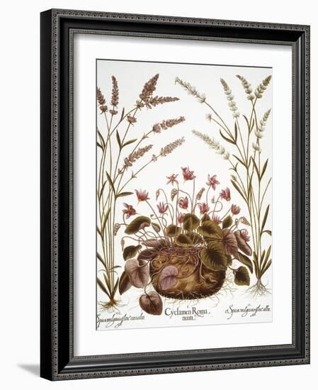 Cyclamen & Lavender, 1613-Besler Basilius-Framed Giclee Print