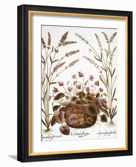 Cyclamen & Lavender, 1613-Besler Basilius-Framed Giclee Print