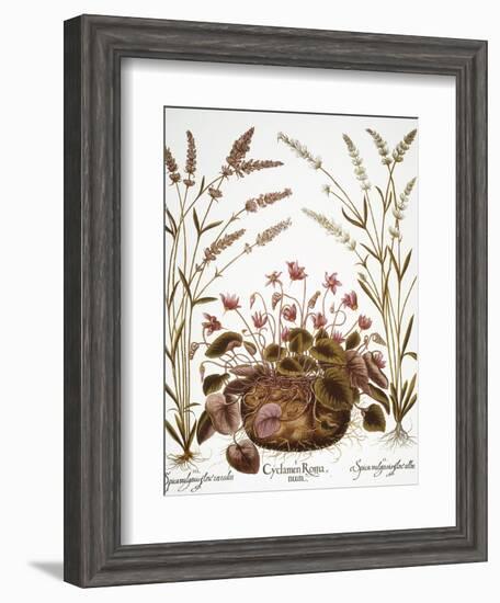 Cyclamen & Lavender, 1613-Besler Basilius-Framed Giclee Print