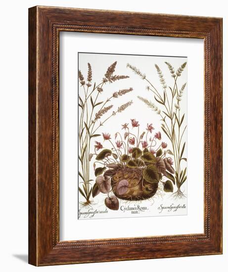 Cyclamen & Lavender, 1613-Besler Basilius-Framed Giclee Print