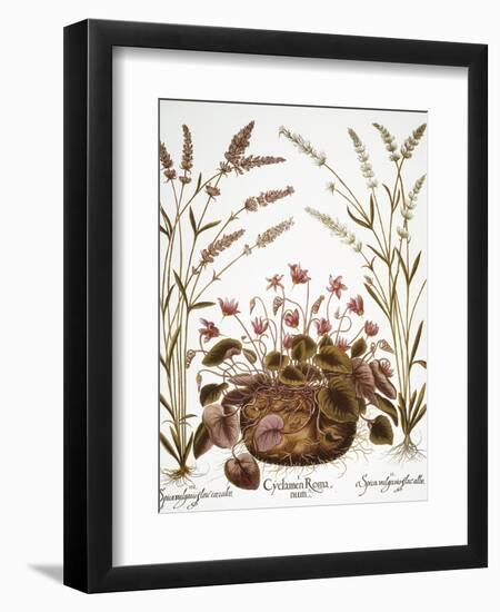 Cyclamen & Lavender, 1613-Besler Basilius-Framed Giclee Print