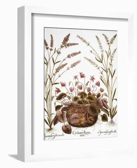 Cyclamen & Lavender, 1613-Besler Basilius-Framed Giclee Print