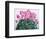 Cyclamen Portrait-Christopher Ryland-Framed Giclee Print