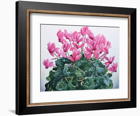 Cyclamen Portrait-Christopher Ryland-Framed Giclee Print