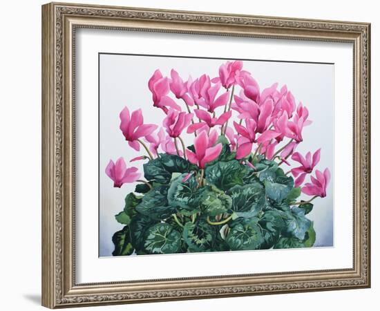 Cyclamen Portrait-Christopher Ryland-Framed Giclee Print