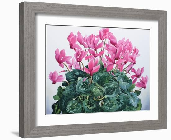 Cyclamen Portrait-Christopher Ryland-Framed Giclee Print