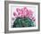 Cyclamen Portrait-Christopher Ryland-Framed Giclee Print