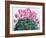 Cyclamen Portrait-Christopher Ryland-Framed Giclee Print