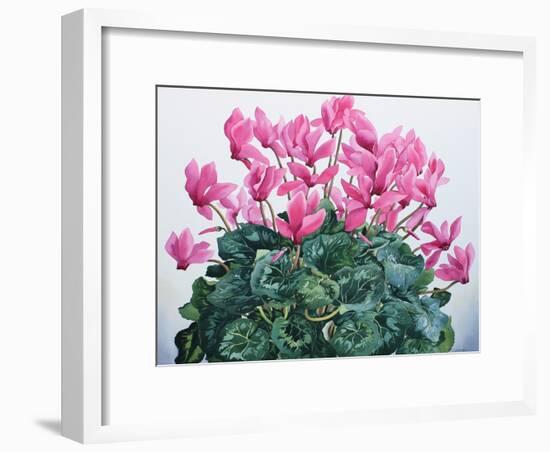 Cyclamen Portrait-Christopher Ryland-Framed Giclee Print