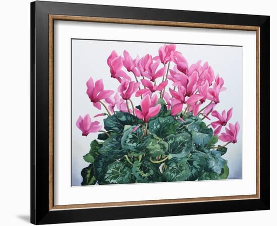 Cyclamen Portrait-Christopher Ryland-Framed Giclee Print