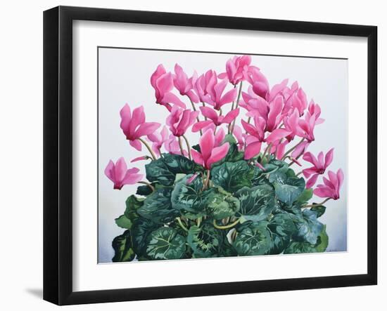 Cyclamen Portrait-Christopher Ryland-Framed Giclee Print