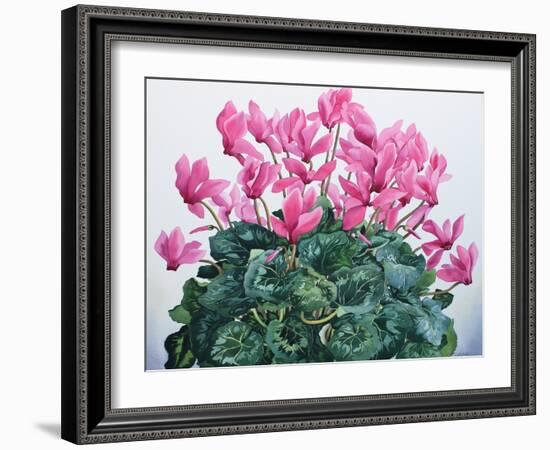 Cyclamen Portrait-Christopher Ryland-Framed Giclee Print