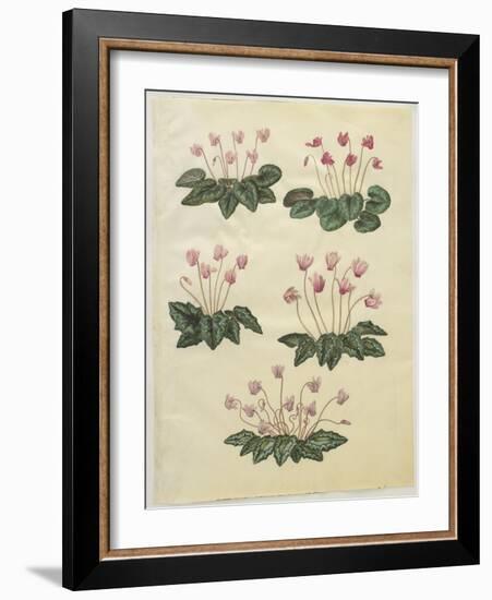 Cyclamen Purprascens from the Album Gottorfer Codex, c.1650-Hans Simon Holtzbecher-Framed Giclee Print