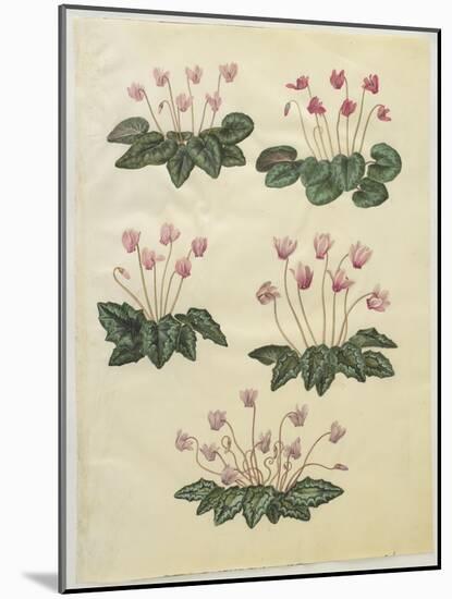 Cyclamen Purprascens from the Album Gottorfer Codex, c.1650-Hans Simon Holtzbecher-Mounted Giclee Print