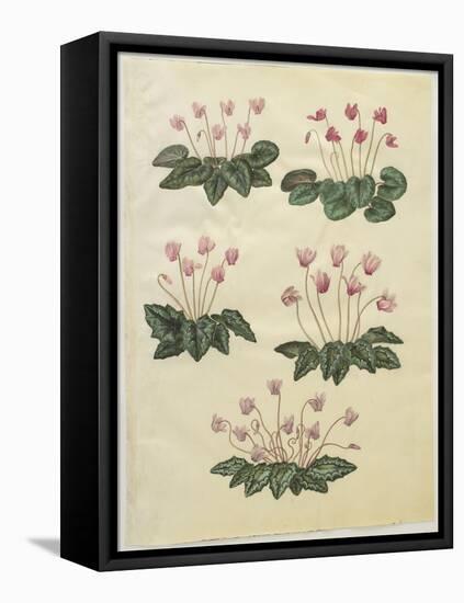 Cyclamen Purprascens from the Album Gottorfer Codex, c.1650-Hans Simon Holtzbecher-Framed Premier Image Canvas