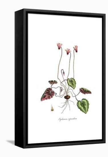 Cyclamen repandum,  Flora Graeca-Ferdinand Bauer-Framed Premier Image Canvas