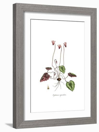 Cyclamen repandum,  Flora Graeca-Ferdinand Bauer-Framed Giclee Print