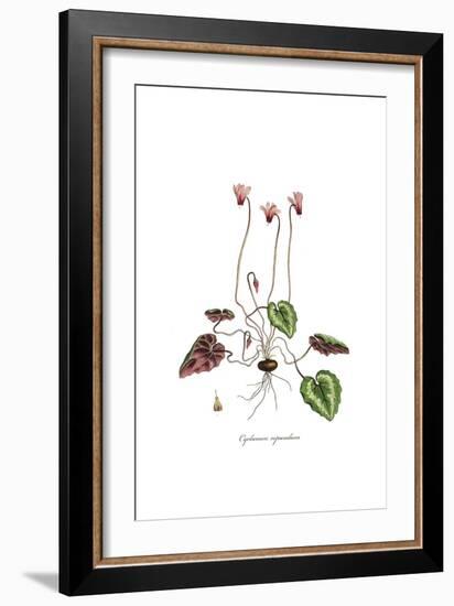 Cyclamen repandum,  Flora Graeca-Ferdinand Bauer-Framed Giclee Print